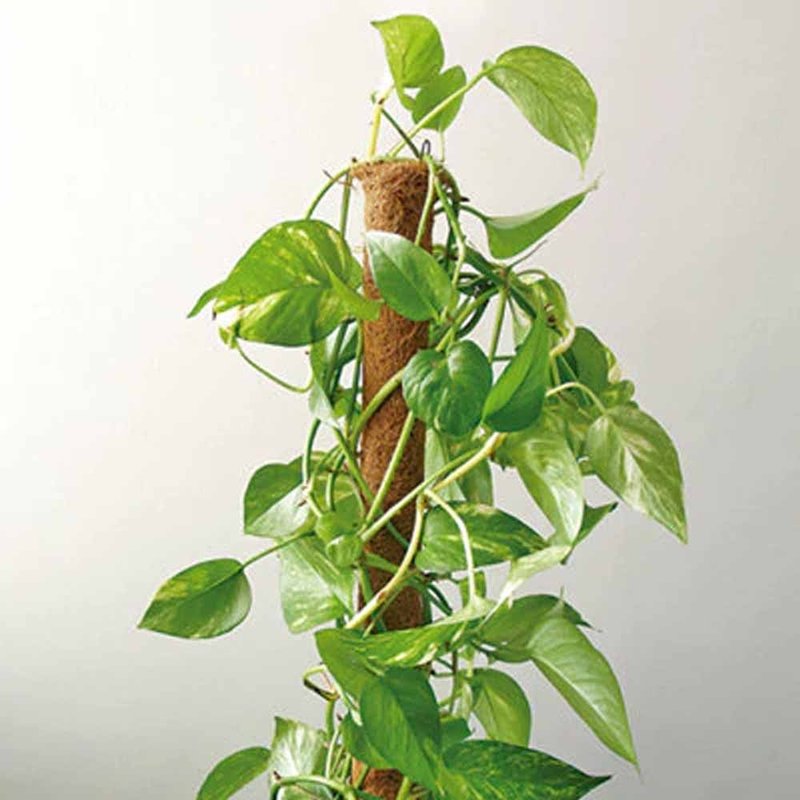 estaca nutricoco n40 n60 n80
