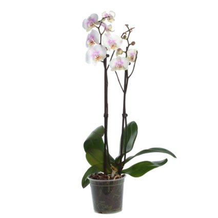 pote orquideas 2