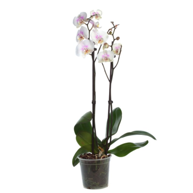 pote orquideas 2