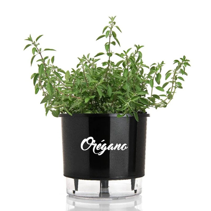 vaso auto irrigavel linha gourmet oregano n03 medio 16x14 foto 2