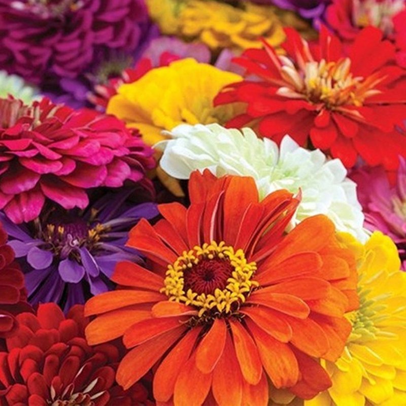 zinnia dahliaflora sortida 462