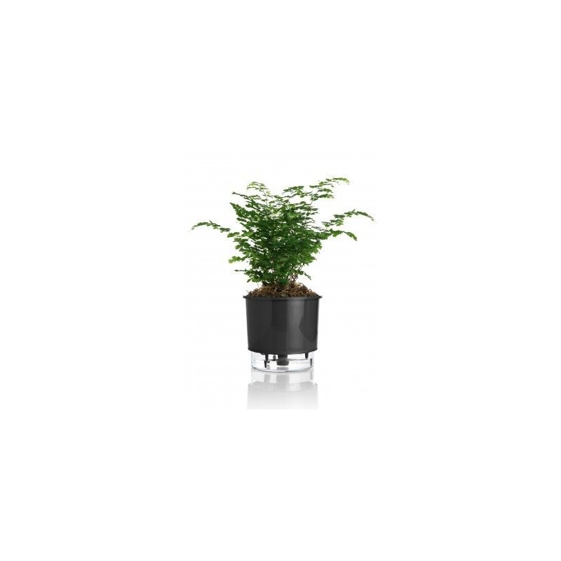 vaso autoirrigavel preto raiz