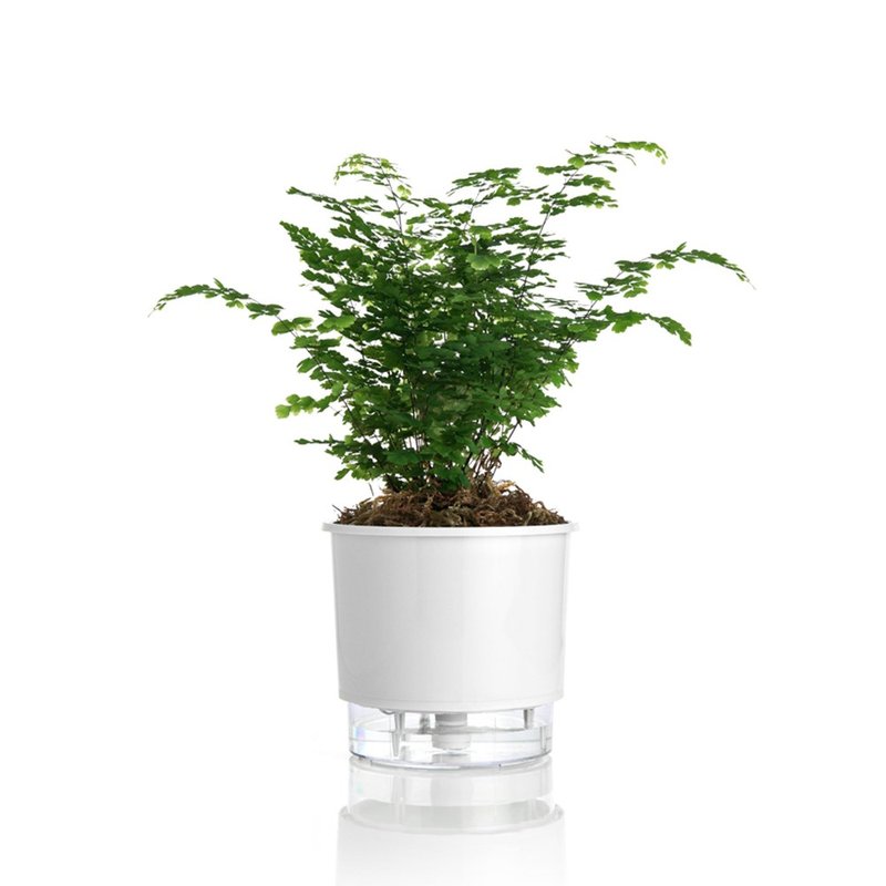 autoirrigavel raiz n3 branco 2
