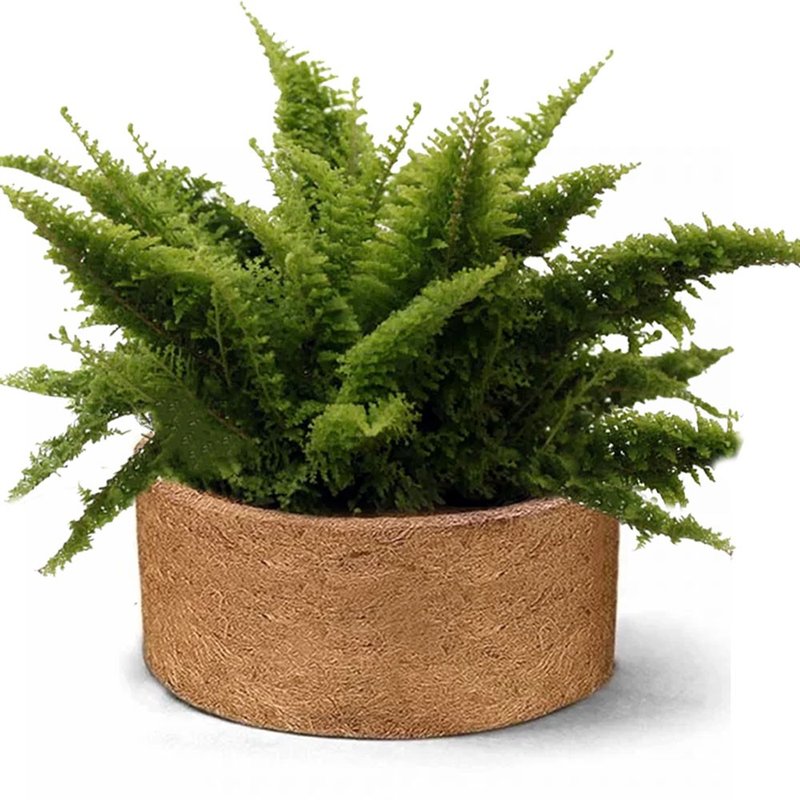 n4 nutricoco