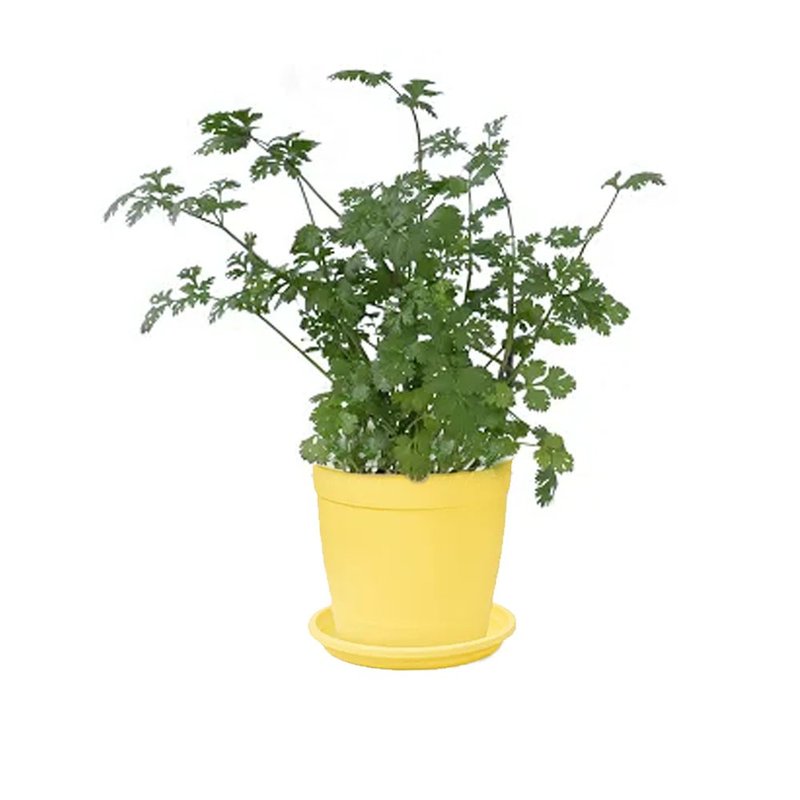 auarela amarelo