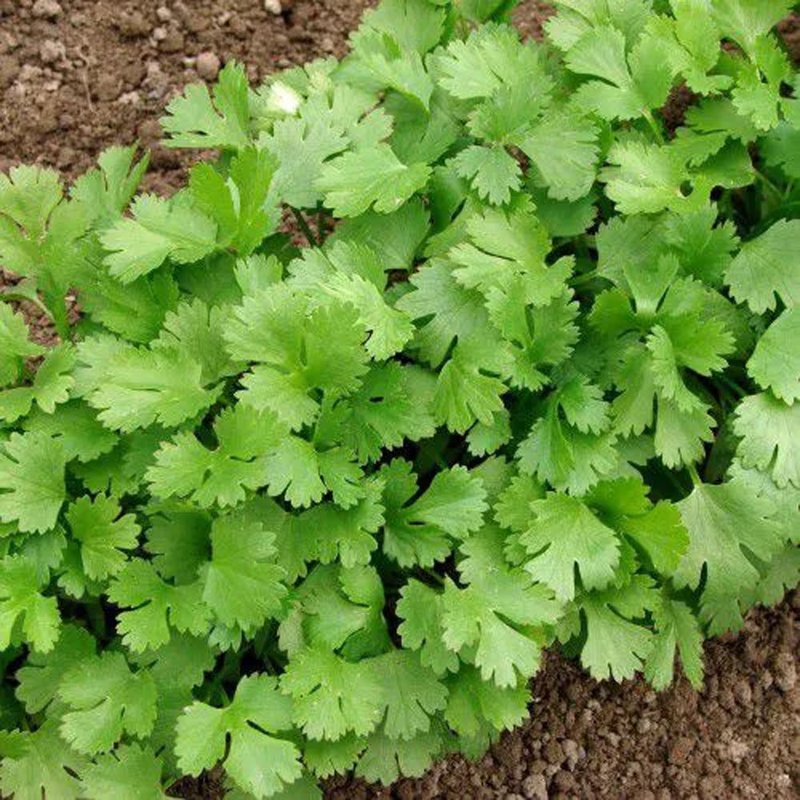 semente coentro verdao bom cultivo isla 2