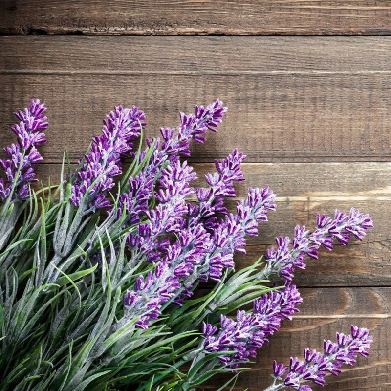 semente lavanda alfazema bom cultivo 2