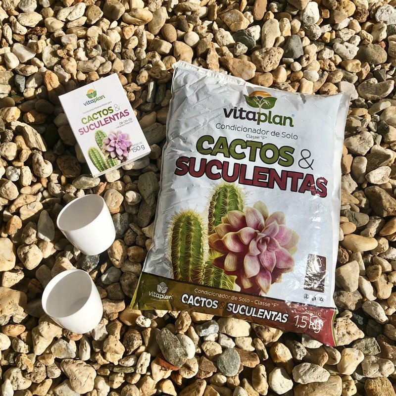 cactos e suculentas bom cultivo kit terrarios elegance vaso mini