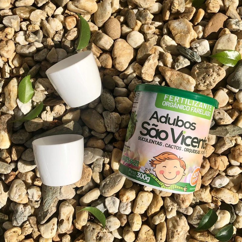 cactos e suculentas bom cultivo kit terrarios elegance vaso mini adubo sao vicente
