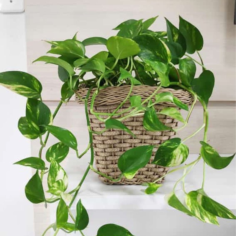 vaso vime sintetico bambu arte vasos minas bom cultivo vaso pequeno 4