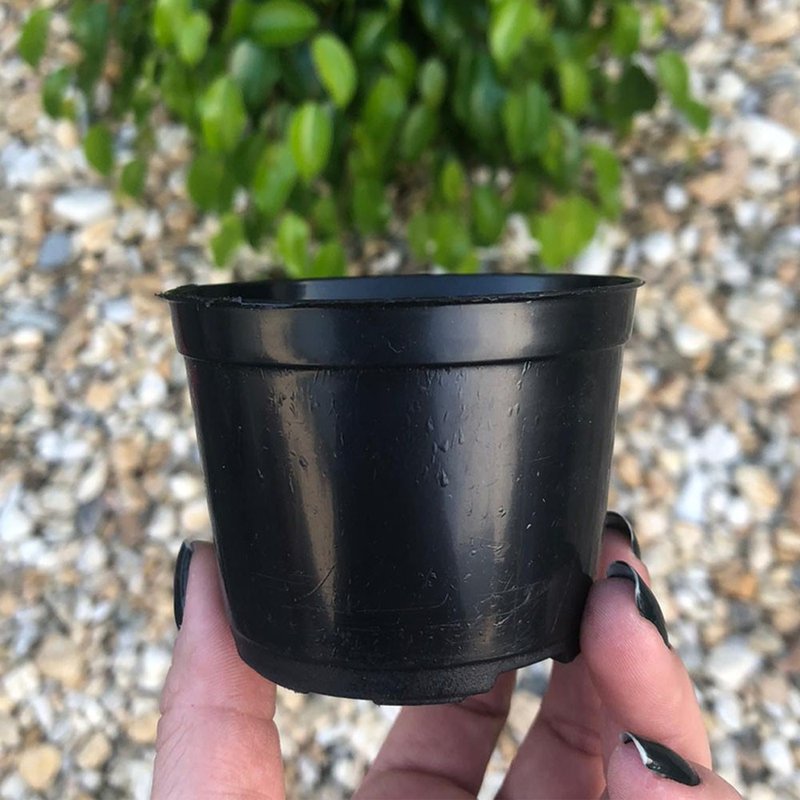 vaso pote holambra vaso para muda np7 pote 5cm