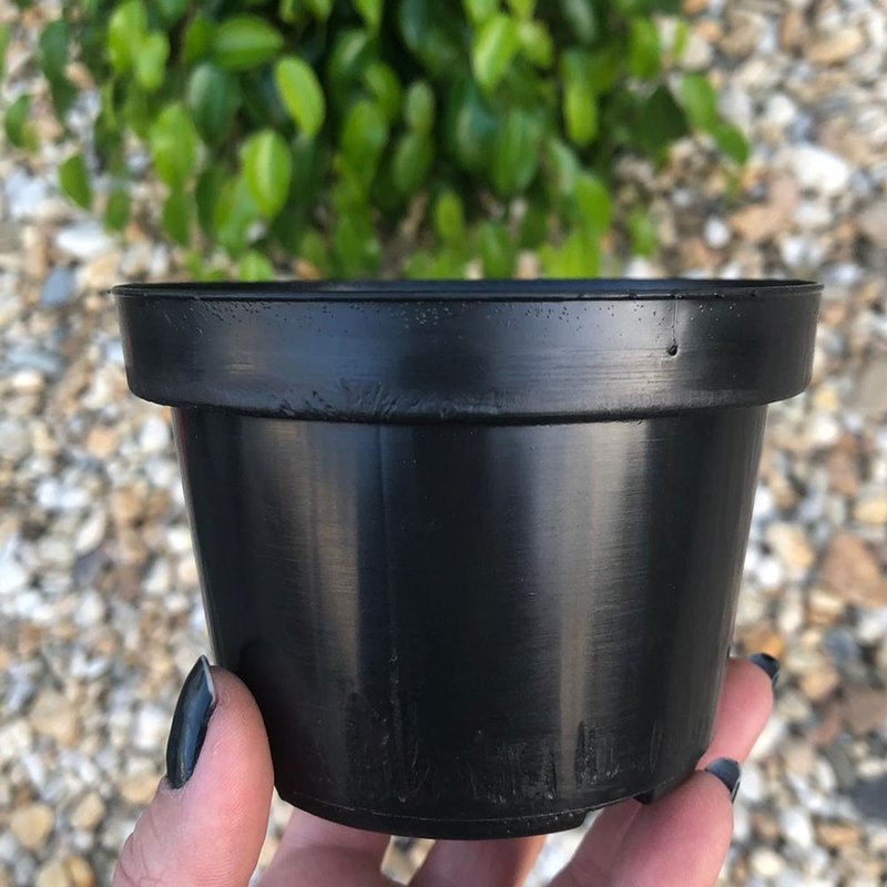 vaso pote holambra vaso para muda np11 pote 7cm