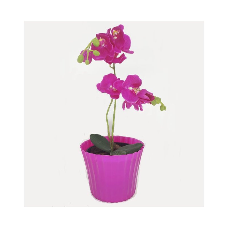 rosa 1