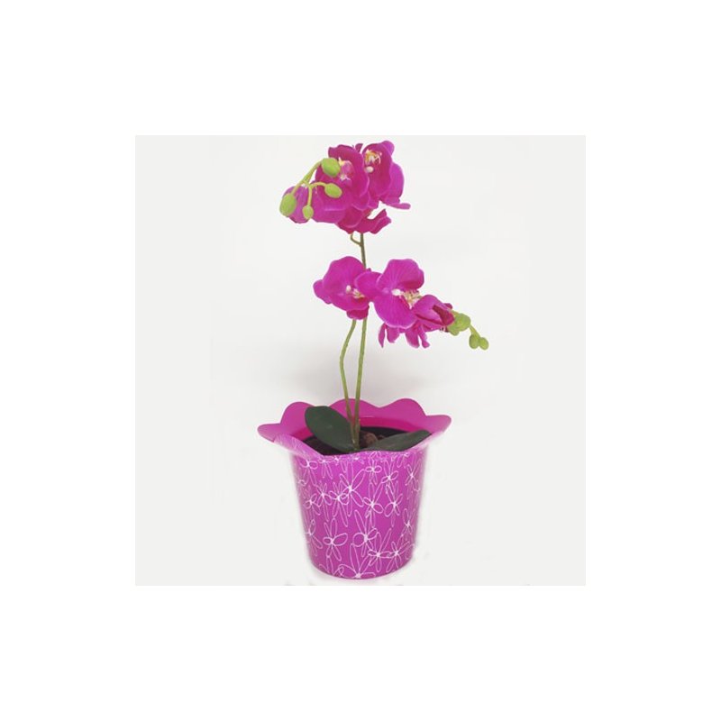 rosa 2