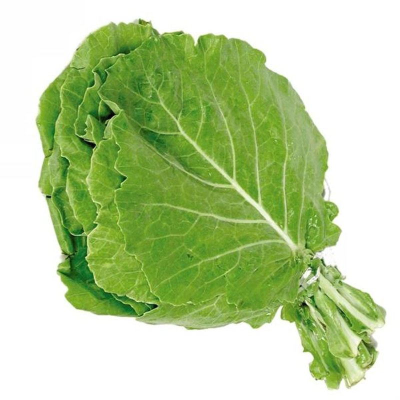 semente couve manteiga da georgia couve mantega bom cultivo isla