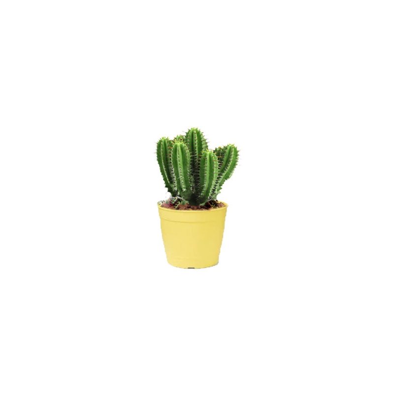 vaso aqualarela mini vaso pequeno vaso amarelo vaso lilas pote mini pote para muda pote para plantas bom cultivo nutriplan