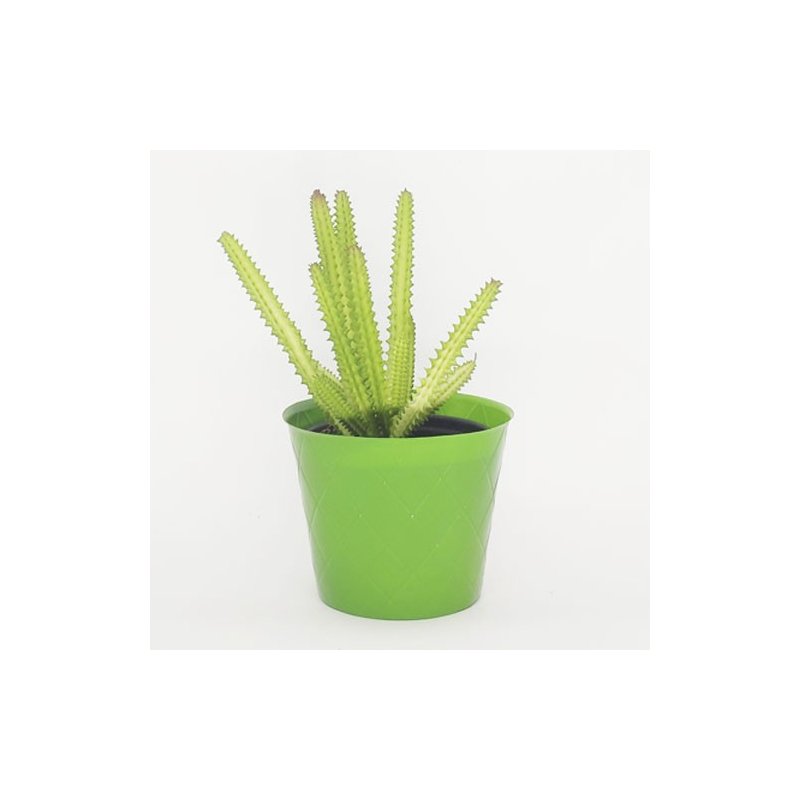verde 2