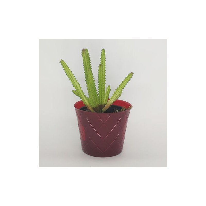 vermelho 1