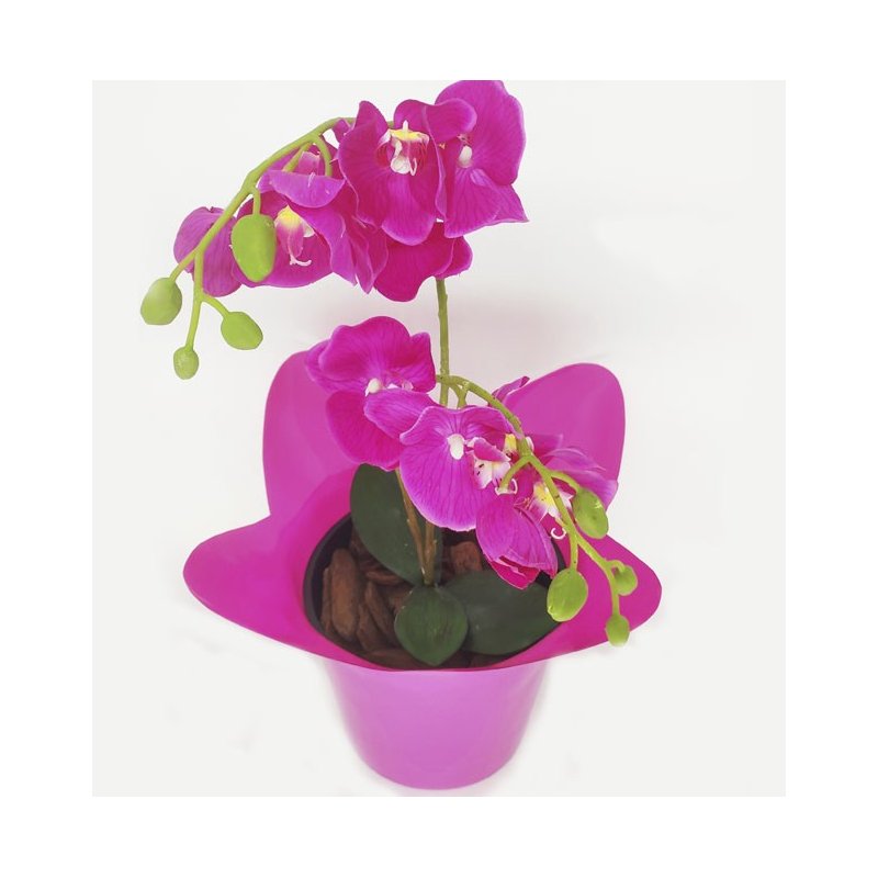 rosa 1